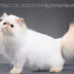 Persian Cattery