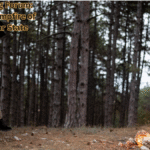Texas Hunting Forum