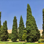 Cypress Tree