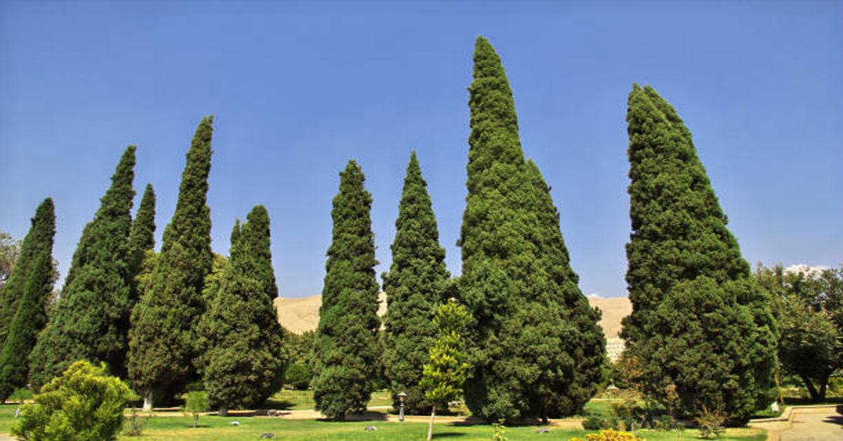 Cypress Tree
