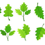 Oak Leaves
